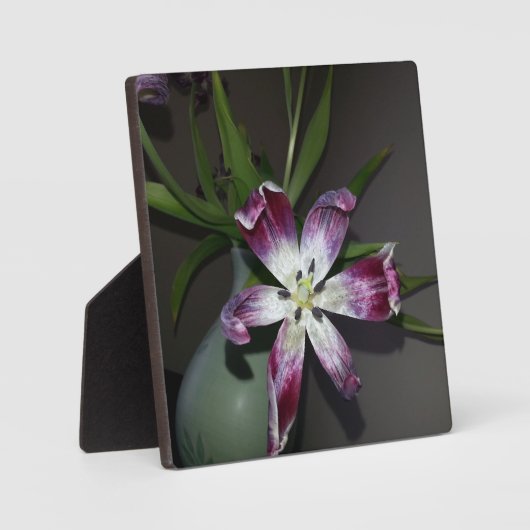 Tulip Blume Fotoplatte (Vorderseite)