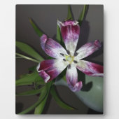 Tulip Blume Fotoplatte (Vorderseite)