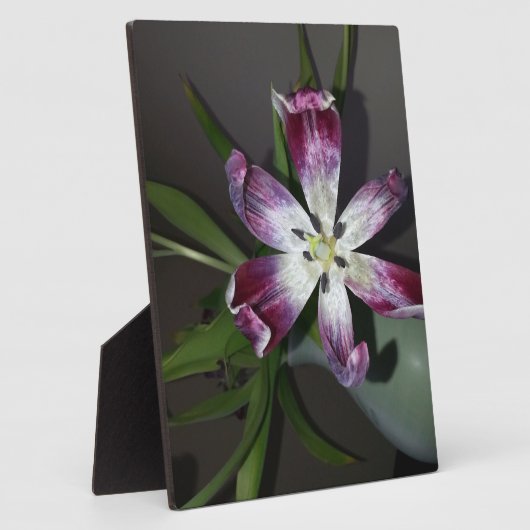 Tulip Blume Fotoplatte (Seite)
