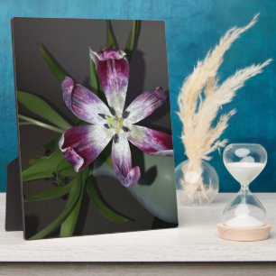Tulip Blume Fotoplatte