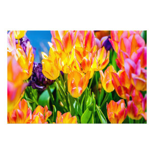 Tulip-Blume - Geblüht Fotodruck