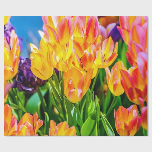Tulip-Blume - Geblüht Geschenkpapier (Flach)