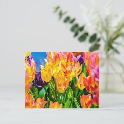 Tulip-Blume - Geblüht Postkarte (Stehend Vorderseite)