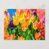 Tulip-Blume - Geblüht Postkarte (Vorderseite)