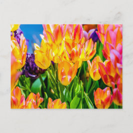 Tulip-Blume - Geblüht Postkarte
