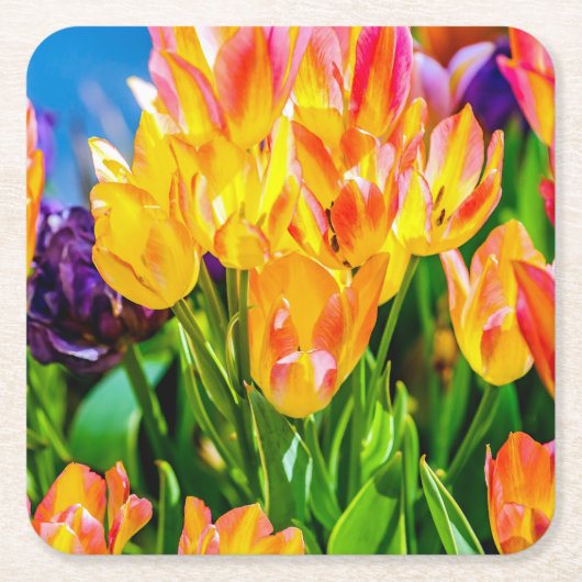 Tulip-Blume - Geblüht Rechteckiger Pappuntersetzer (Vorderseite)