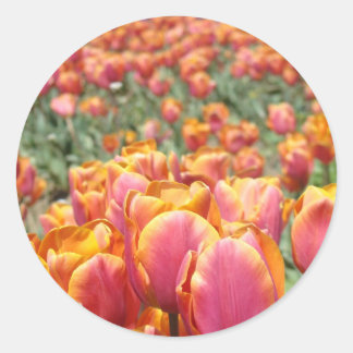 Tulip Blume klemmt Umschlag Aufkleber Frühling