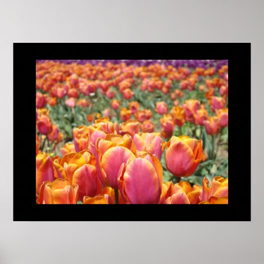 Tulip Blume Kunstdrucke Tulips Poster (Vorne)