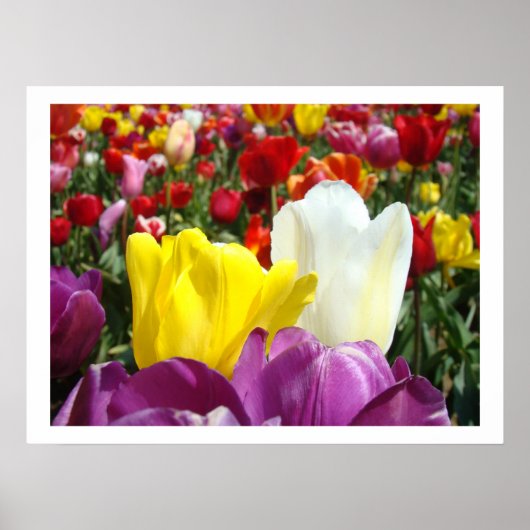 Tulip Blume Kunstfotografie Poster (Vorne)