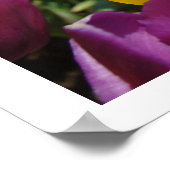 Tulip Blume Kunstfotografie Poster (Ecke)