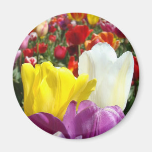 Tulip-Blume-Magnet Farbenfroh Hinzufügen Ihres Tex Magnet