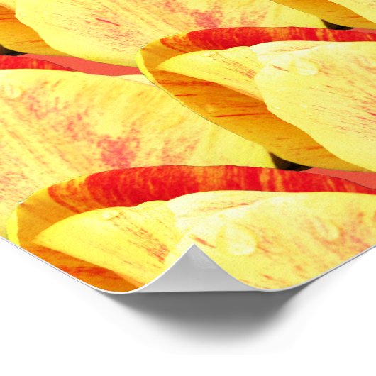 Tulip-Blume-Muster Poster (Ecke)