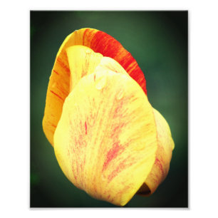Tulip Blume Petals mit Raindrops Nah bis 8x10 Fotodruck