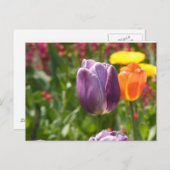 Tulip-Blume Postkarte (Vorne/Hinten)