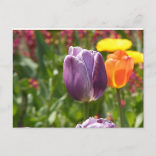 Tulip-Blume Postkarte