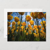 Tulip-Blume-Postkarte Postkarte (Vorne/Hinten)