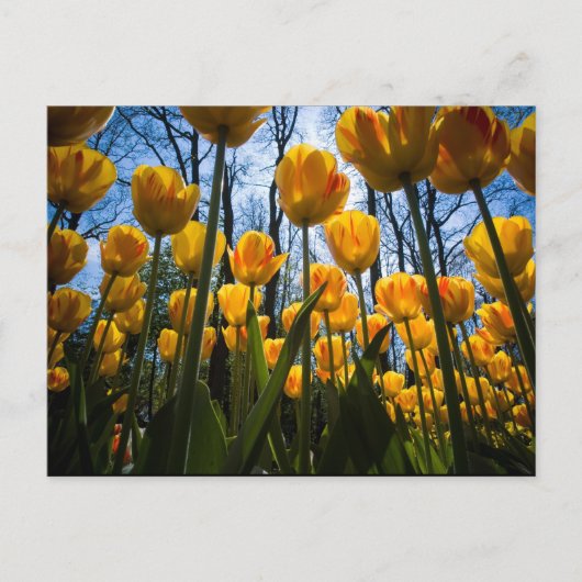 Tulip-Blume-Postkarte Postkarte (Vorderseite)