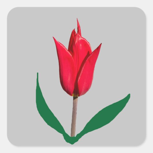 Tulip-Blume Quadratischer Aufkleber (Vorderseite)