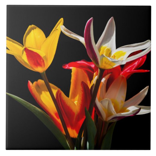 Tulip-Blume vor schwarzem Hintergrund Fliese (Vorderseite)