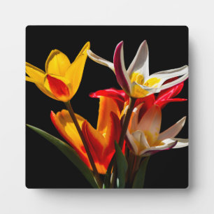 Tulip-Blume vor schwarzem Hintergrund Fotoplatte