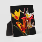 Tulip-Blume vor schwarzem Hintergrund Fotoplatte (Vorderseite)