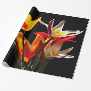 Tulip-Blume vor schwarzem Hintergrund Geschenkpapier