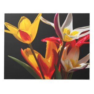 Tulip-Blume vor schwarzem Hintergrund Notizblock