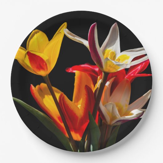 Tulip-Blume vor schwarzem Hintergrund Pappteller (Vorderseite)