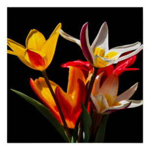 Tulip-Blume vor schwarzem Hintergrund Poster