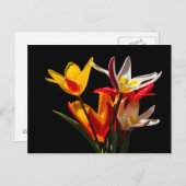 Tulip-Blume vor schwarzem Hintergrund Postkarte (Vorne/Hinten)