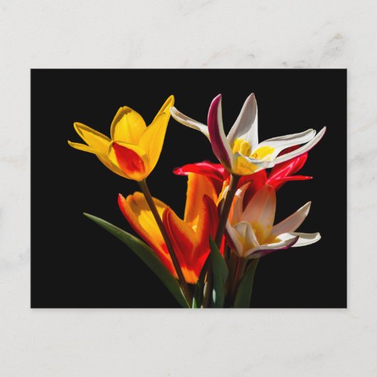 Tulip-Blume vor schwarzem Hintergrund Postkarte (Vorderseite)