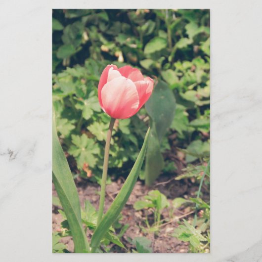 Tulip Briefpapier (Vorderseite)