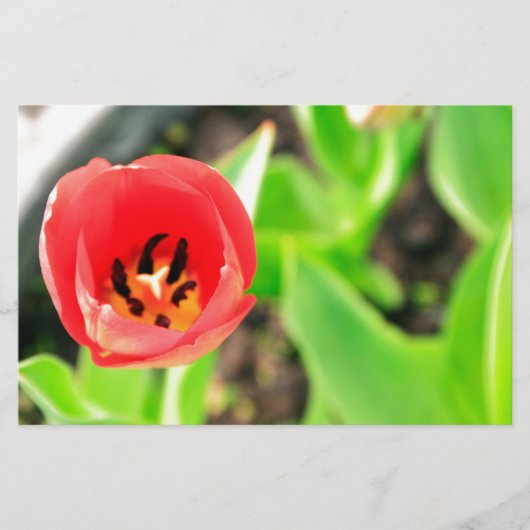Tulip Briefpapier (Vorderseite)