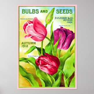 Tulip Bulbs Katalog Illustration Poster