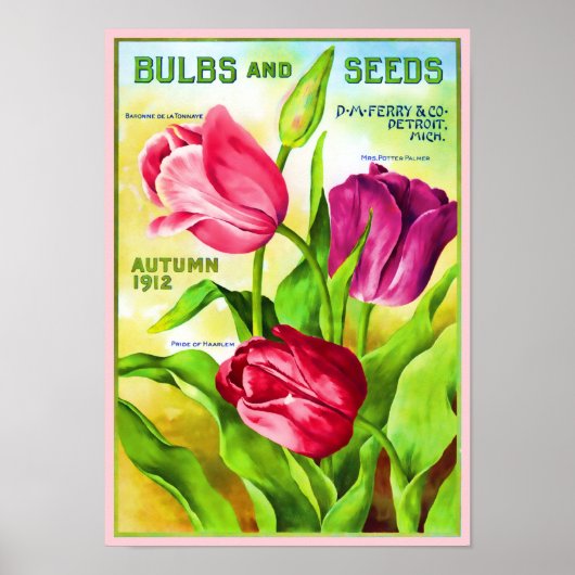 Tulip Bulbs Katalog Illustration Poster (Vorne)