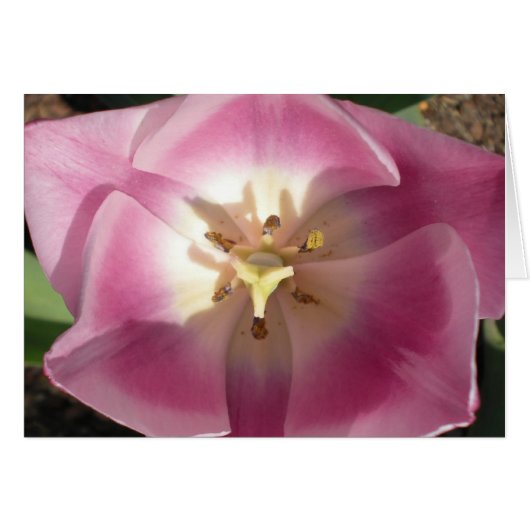 Tulip Burst~Danke! Grußkarten (Vorderseite (Horizontal))