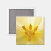 Tulip Center Magnet (Vorderseite/Rückseite)