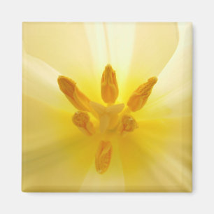 Tulip Center Magnet
