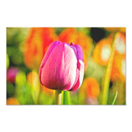Tulip Collage Fotodruck (Vorne)
