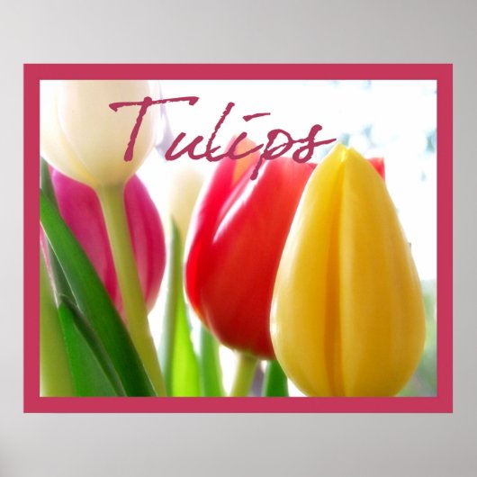 Tulip Colors Poster (Vorne)