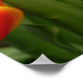 Tulip Delight 2 Poster (Ecke)