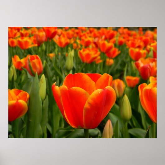 Tulip Delight 2 Poster (Vorne)