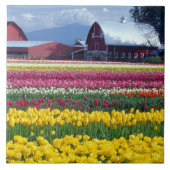Tulip-Display-Feld Fliese (Vorderseite)