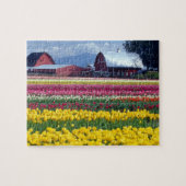 Tulip-Display-Feld Puzzle (Horizontal)
