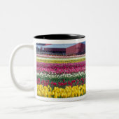 Tulip-Display-Feld Zweifarbige Tasse (Links)