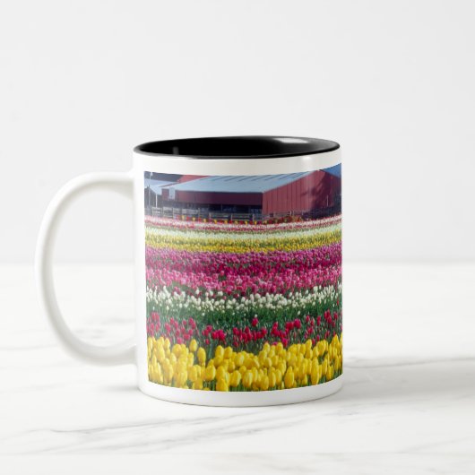Tulip-Display-Feld Zweifarbige Tasse (Links)