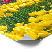 Tulip display field poster (Ecke)