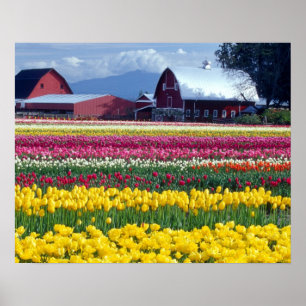 Tulip display field poster