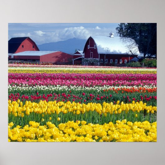 Tulip display field poster (Vorne)
