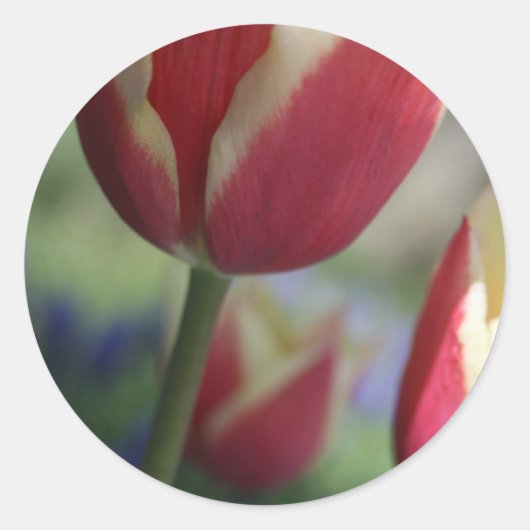 Tulip Envelop Siegel Stickers (Vorderseite)